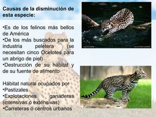 Causas de la disminución de
esta especie:
•Es de los felinos más bellos
de América
•De los más buscados para la
industria peletera (se
necesitan cinco Ocelotes para
un abrigo de piel)
•Destrucción de su hábitat y
de su fuente de alimento
Hábitat natural ocupados por
•Pastizales
•Explotaciones ganaderas
(intensivas o extensivas)
•Carreteras o centros urbanos
 