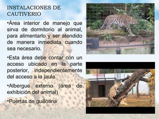 INSTALACIONES DE
CAUTIVERIO
•Área interior de manejo que
sirva de dormitorio al animal,
para alimentarlo y ser atendido
de manera inmediata cuando
sea necesario.
•Esta área debe contar con un
acceso ubicado en la parte
posterior, independientemente
del acceso a la jaula.
•Albergue externo (área de
exhibición del animal)
•Puertas de guillotina
 