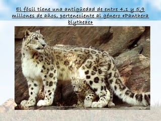 El fósil tiene una antigüedad de entre 4,1 y 5,9El fósil tiene una antigüedad de entre 4,1 y 5,9
millones de años, perteneciente al género «Pantheramillones de años, perteneciente al género «Panthera
blytheae»blytheae»
 