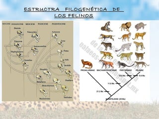 ESTRUCTRA FILOGENÉTICA DEESTRUCTRA FILOGENÉTICA DE
LOS FELINOSLOS FELINOS
 