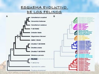 ESQUEMA EVOLUTIVOESQUEMA EVOLUTIVO
DE LOS FELINOSDE LOS FELINOS
 