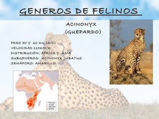 GENEROS DE FELINOSGENEROS DE FELINOS
ACINONYXACINONYX
(GUEPARDO)(GUEPARDO)
PESO 50 Y 60 KG (S/C)PESO 50 Y 60 KG (S/C)
VELOCIDAD 110KM/KVELOCIDAD 110KM/K
DISTRIBUCIÓN: ÁFRICA Y ASIADISTRIBUCIÓN: ÁFRICA Y ASIA
SUBGENEROS: ACINONYX JUBATUSSUBGENEROS: ACINONYX JUBATUS
SEMÁFORO: AMARILLOSEMÁFORO: AMARILLO
 