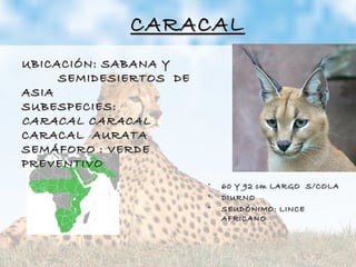 CARACALCARACAL
• 60 Y 92 cm LARGO S/COLA60 Y 92 cm LARGO S/COLA
• DIURNODIURNO
• SEUDÓNIMO: LINCESEUDÓNIMO: LINCE
AFRICANOAFRICANO
UBICACIÓN: SABANA YUBICACIÓN: SABANA Y
SEMIDESIERTOS DESEMIDESIERTOS DE
ASIAASIA
SUBESPECIES:SUBESPECIES:
CARACAL CARACALCARACAL CARACAL
CARACAL AURATACARACAL AURATA
SEMÁFORO : VERDESEMÁFORO : VERDE
PREVENTIVOPREVENTIVO
 