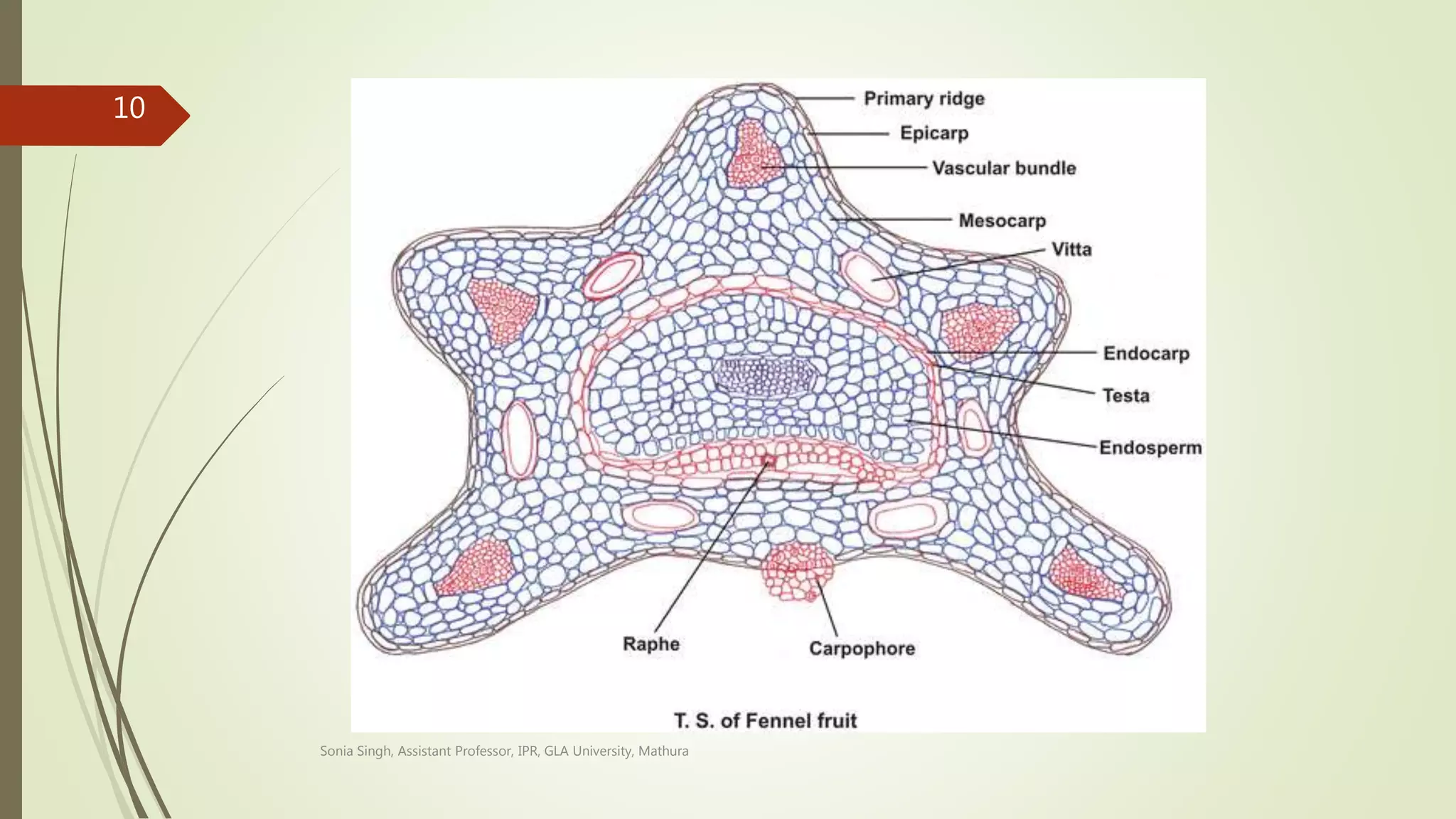 Sonia Singh, Assistant Professor, IPR, GLA University, Mathura
10
 