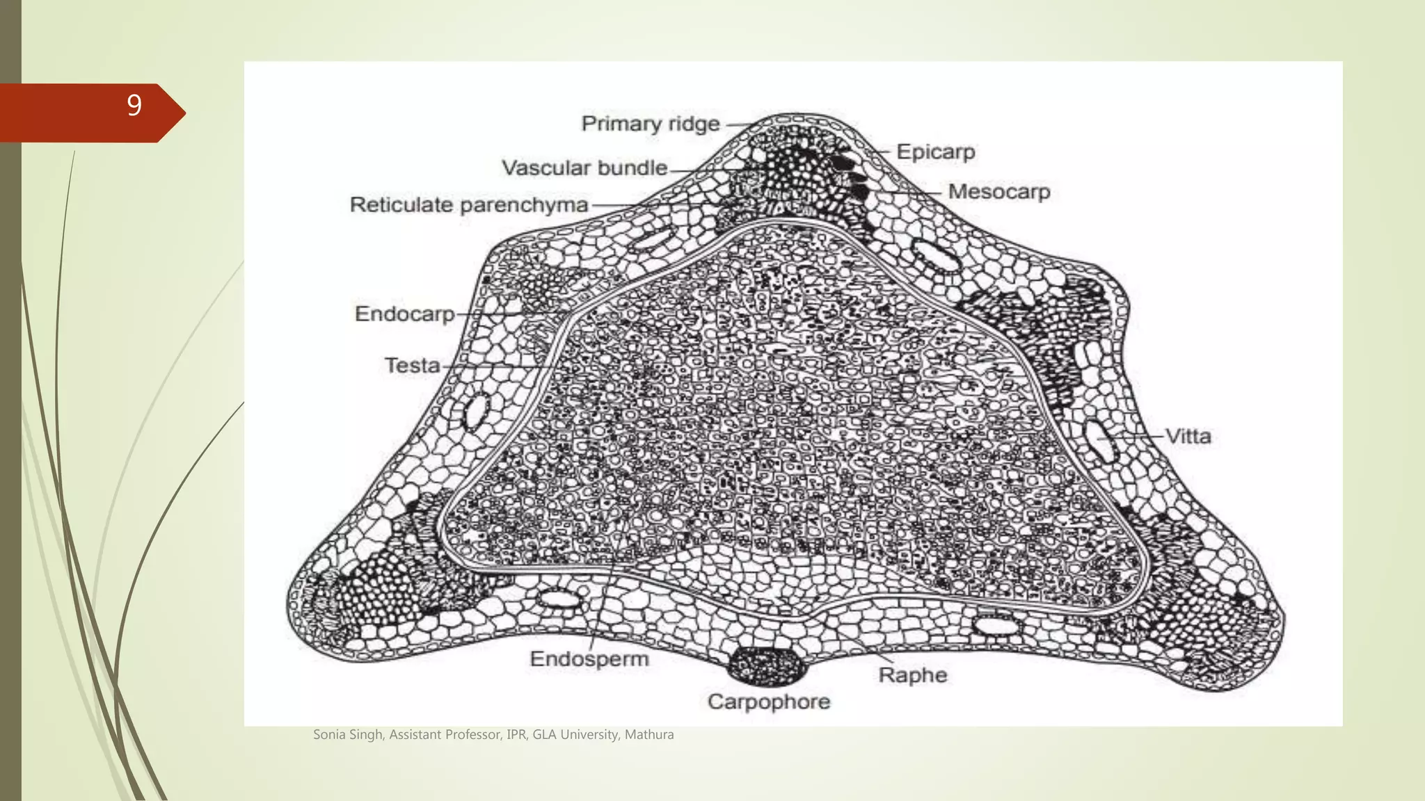 Sonia Singh, Assistant Professor, IPR, GLA University, Mathura
9
 