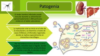 Patogenia
El Aedes hembra infectado puede
inocular durante su alimentación
aproximadamente 1.000 partículas
virales en el tejido subcutáneo.
La replicación viral se inicia en el sitio de
la inoculación y se disemina a través de
vasos linfáticos a linfonodos regionales
donde se replica especialmente en
monocitos-macrófagos.
Por vía linfática el virus alcanza a otros
órganos, incluidos bazo e hígado, donde
se replica intensamente produciéndose
la viremia y con ella, la siembra a otros
tejidos
 