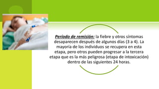 Período de remisión: la fiebre y otros síntomas
desaparecen después de algunos días (3 a 4). La
mayoría de los individuos se recupera en esta
etapa, pero otros pueden progresar a la tercera
etapa que es la más peligrosa (etapa de intoxicación)
dentro de las siguientes 24 horas.
 