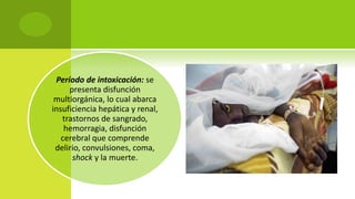 Período de intoxicación: se
presenta disfunción
multiorgánica, lo cual abarca
insuficiencia hepática y renal,
trastornos de sangrado,
hemorragia, disfunción
cerebral que comprende
delirio, convulsiones, coma,
shock y la muerte.
 