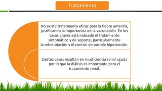 Tratamiento
No existe tratamiento eficaz para la fiebre amarilla,
justificando la importancia de la vacunación. En los
casos graves está indicado el tratamiento
sintomático y de soporte, particularmente
la rehidratación y el control de posible hipotensión.
Ciertos casos resultan en insuficiencia renal aguda
por lo que la diálisis es importante para el
tratamiento renal.
 