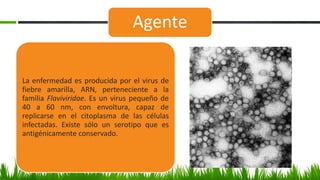 Agente
La enfermedad es producida por el virus de
fiebre amarilla, ARN, perteneciente a la
familia Flaviviridae. Es un virus pequeño de
40 a 60 nm, con envoltura, capaz de
replicarse en el citoplasma de las células
infectadas. Existe sólo un serotipo que es
antigénicamente conservado.
 
