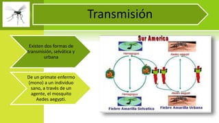 Transmisión
Existen dos formas de
transmisión, selvática y
urbana
De un primate enfermo
(mono) a un individuo
sano, a través de un
agente, el mosquito
Aedes aegypti.
 