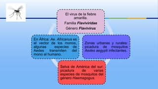 El virus de la fiebre
amarilla.
Familia Flaviviridae
Género Flavivirus
Zonas urbanas y rurales:
picadura de mosquitos
Aedes aegypti infectantes.
Selva de América del sur:
picadura de varias
especies de mosquitos del
género Haemagogus.
En África: Ae. Africanus es
el vector de los monos,
algunas especies de
Aedes transmiten del
mono al humano.
 