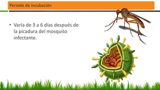 Periodo de incubación
• Varía de 3 a 6 días después de
la picadura del mosquito
infectante.
 
