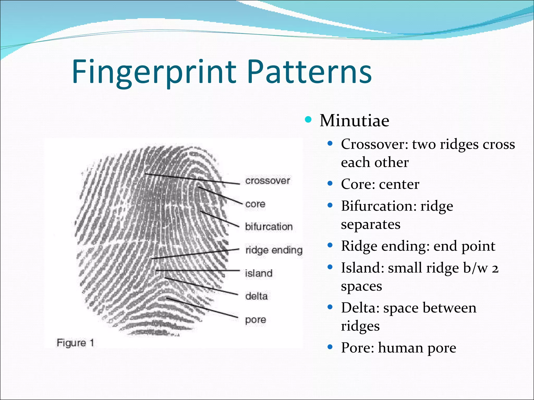 How Fingerprint Technology Work PPT How Fingerprint Technology Work PPT
