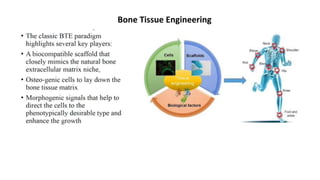 Bone Tissue Engineering | PPTX
