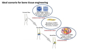 Bone Tissue Engineering | PPTX