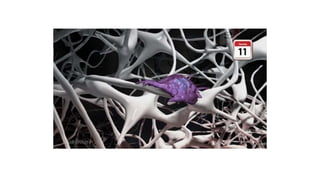 Bone Tissue Engineering | PPTX