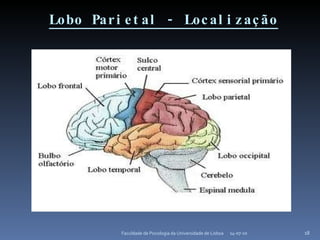 Lobo Parietal - Localização 14-07-10 Faculdade de Psicologia da Universidade de Lisboa 