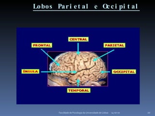 Lobos Parietal e Occipital 14-07-10 Faculdade de Psicologia da Universidade de Lisboa 