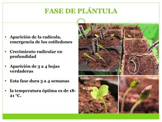 FASE DE PLÁNTULA
• Aparición de la radícula,
emergencia de los cotiledones
• Crecimiento radicular en
profundidad
• Aparición de 3 a 4 hojas
verdaderas
• Esta fase dura 3 a 4 semanas
• la temperatura óptima es de 18-
21 °C.
 