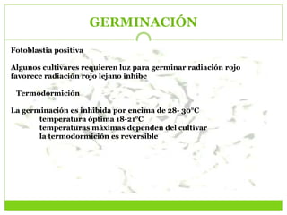 GERMINACIÓN
Fotoblastia positiva
Algunos cultivares requieren luz para germinar radiación rojo
favorece radiación rojo lejano inhibe
Termodormición
La germinación es inhibida por encima de 28- 30°C
temperatura óptima 18-21°C
temperaturas máximas dependen del cultivar
la termodormición es reversible
 