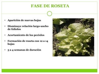 FASE DE ROSETA
• Aparición de nuevas hojas
• Disminuye relación largo-ancho
de folíolos
• Acortamiento de los pecíolos
• Formación de roseta con 12 a 14
hojas
• 3 a 4 semanas de duración
 