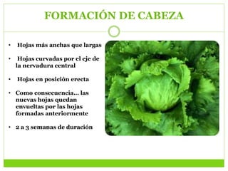 FORMACIÓN DE CABEZA
• Hojas más anchas que largas
• Hojas curvadas por el eje de
la nervadura central
• Hojas en posición erecta
• Como consecuencia… las
nuevas hojas quedan
envueltas por las hojas
formadas anteriormente
• 2 a 3 semanas de duración
 