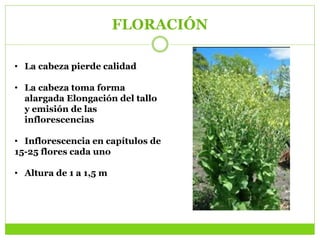 FLORACIÓN
• La cabeza pierde calidad
• La cabeza toma forma
alargada Elongación del tallo
y emisión de las
inflorescencias
• Inflorescencia en capítulos de
15-25 flores cada uno
• Altura de 1 a 1,5 m
 