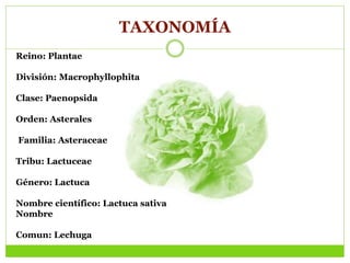 TAXONOMÍA
Reino: Plantae
División: Macrophyllophita
Clase: Paenopsida
Orden: Asterales
Familia: Asteraceae
Tribu: Lactuceae
Género: Lactuca
Nombre científico: Lactuca sativa
Nombre
Comun: Lechuga
 