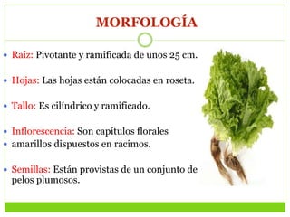 MORFOLOGÍA
 Raíz: Pivotante y ramificada de unos 25 cm.
 Hojas: Las hojas están colocadas en roseta.
 Tallo: Es cilíndrico y ramificado.
 Inflorescencia: Son capítulos florales
 amarillos dispuestos en racimos.
 Semillas: Están provistas de un conjunto de
pelos plumosos.
 