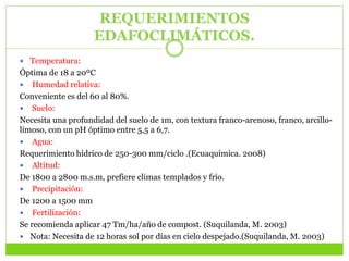 REQUERIMIENTOS
EDAFOCLIMÁTICOS.
 Temperatura:
Óptima de 18 a 20ºC
 Humedad relativa:
Conveniente es del 60 al 80%.
 Suelo:
Necesita una profundidad del suelo de 1m, con textura franco-arenoso, franco, arcillo-
limoso, con un pH óptimo entre 5,5 a 6,7.
 Agua:
Requerimiento hídrico de 250-300 mm/ciclo .(Ecuaquímica. 2008)
 Altitud:
De 1800 a 2800 m.s.m, prefiere climas templados y frío.
 Precipitación:
De 1200 a 1500 mm
 Fertilización:
Se recomienda aplicar 47 Tm/ha/año de compost. (Suquilanda, M. 2003)
 Nota: Necesita de 12 horas sol por días en cielo despejado.(Suquilanda, M. 2003)
 