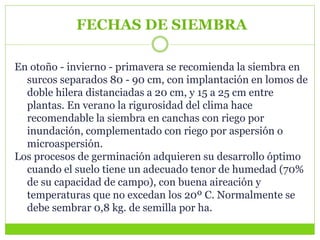 FECHAS DE SIEMBRA
En otoño - invierno - primavera se recomienda la siembra en
surcos separados 80 - 90 cm, con implantación en lomos de
doble hilera distanciadas a 20 cm, y 15 a 25 cm entre
plantas. En verano la rigurosidad del clima hace
recomendable la siembra en canchas con riego por
inundación, complementado con riego por aspersión o
microaspersión.
Los procesos de germinación adquieren su desarrollo óptimo
cuando el suelo tiene un adecuado tenor de humedad (70%
de su capacidad de campo), con buena aireación y
temperaturas que no excedan los 20º C. Normalmente se
debe sembrar 0,8 kg. de semilla por ha.
 
