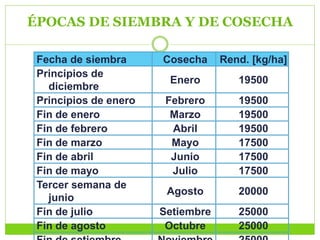 ÉPOCAS DE SIEMBRA Y DE COSECHA
Fecha de siembra Cosecha Rend. [kg/ha]
Principios de
diciembre
Enero 19500
Principios de enero Febrero 19500
Fin de enero Marzo 19500
Fin de febrero Abril 19500
Fin de marzo Mayo 17500
Fin de abril Junio 17500
Fin de mayo Julio 17500
Tercer semana de
junio
Agosto 20000
Fin de julio Setiembre 25000
Fin de agosto Octubre 25000
 