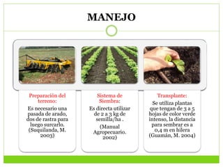 MANEJO
Preparación del
terreno:
Es necesario una
pasada de arado,
dos de rastra para
luego surcarlo.
(Suquilanda, M.
2003)
Sistema de
Siembra:
Es directa utilizar
de 2 a 3 kg de
semilla/ha .
(Manual
Agropecuario.
2002)
Transplante:
Se utiliza plantas
que tengan de 3 a 5
hojas de color verde
intenso, la distancia
para sembrar es a
0,4 m en hilera
(Guamán, M. 2004)
 