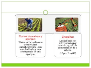 Control de malezas y
aporque:
El control de malezas se
debe realizar
superficialmente , con
una deshierba y esto
acompañado de una
aporque.
Cosecha:
Las lechugas son
seleccionadas por
tamaño y grado de
compactación de la
cabeza.
(López, F. 1988)
 