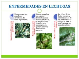 ENFERMEDADES EN LECHUGAS
Antracnosis(Marssonina
panattoniana)
Forma manchas
angulosas-
circulares, de
color rojo oscuro
Botritisomohogris
(Botrytiscinerea)
Forma manchas
de aspecto
húmedo que se
tornan amarillas,
y seguidamente
se cubren de
moho gris que
genera enorme
cantidad de
esporas.
Mildiuvelloso(Bremia
lactucae)
En el haz de las
hojas aparecen
unas manchas de
un centímetro de
diámetro, y en el
envés aparece un
micelio velloso.
 