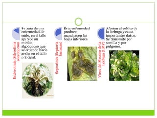 Esclerotinia(Sclerotinia
sclerotiorum
Se trata de una
enfermedad de
suelo, en el tallo
aparece un
micelio
algodonoso que
se extiende hacia
arriba en el tallo
principal. Septoriosis(Septoria
lactucae)
Esta enfermedad
produce
manchas en las
hojas inferiores
VirusdelMosaicodela
Lechuga(LMV)
Afectan al cultivo de
la lechuga y causa
importantes daños.
Se transmite por
semilla y por
pulgones.
 