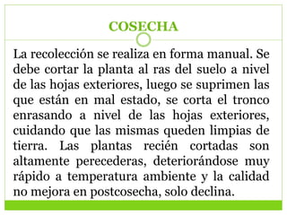 COSECHA
La recolección se realiza en forma manual. Se
debe cortar la planta al ras del suelo a nivel
de las hojas exteriores, luego se suprimen las
que están en mal estado, se corta el tronco
enrasando a nivel de las hojas exteriores,
cuidando que las mismas queden limpias de
tierra. Las plantas recién cortadas son
altamente perecederas, deteriorándose muy
rápido a temperatura ambiente y la calidad
no mejora en postcosecha, solo declina.
 