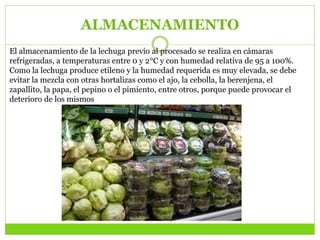 ALMACENAMIENTO
El almacenamiento de la lechuga previo al procesado se realiza en cámaras
refrigeradas, a temperaturas entre 0 y 2°C y con humedad relativa de 95 a 100%.
Como la lechuga produce etileno y la humedad requerida es muy elevada, se debe
evitar la mezcla con otras hortalizas como el ajo, la cebolla, la berenjena, el
zapallito, la papa, el pepino o el pimiento, entre otros, porque puede provocar el
deterioro de los mismos
 