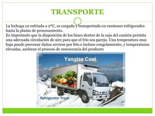 TRANSPORTE
La lechuga ya enfriada a 2ºC, es cargada y transportada en camiones refrigerados
hasta la planta de procesamiento.
Es importante que la disposición de los bines dentro de la caja del camión permita
una adecuada circulación de aire para que el frío sea parejo. Una temperatura muy
baja puede provocar daños severos por frío e incluso congelamiento, y temperaturas
elevadas, aceleran el proceso de senescencia del producto
 