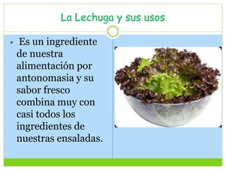 La Lechuga y sus usos
 Es un ingrediente
de nuestra
alimentación por
antonomasia y su
sabor fresco
combina muy con
casi todos los
ingredientes de
nuestras ensaladas.
 