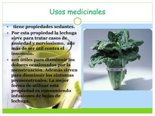Usos medicinales
 tiene propiedades sedantes.
 Por esta propiedad la lechuga
sirve para tratar casos de
ansiedad y nerviosismo, ade
más de ser útil contra el
insomnio.
 son útiles para disminuir los
dolores ocasionados por la
menstruación. Además sirven
para disminuir los síntomas
premenstruales. La mejor
forma de utilizar esta
propiedad es consumiendo
infusiones de hojas de
lechuga.
 
