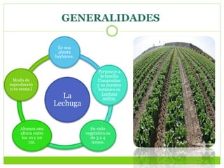 GENERALIDADES
La
Lechuga
Es una
planta
herbácea.
Pertenece a
la familia
Compositae
y su nombre
botánico es
Lactuca
sativa.
Su ciclo
vegetativo es
de 3 a 4
meses.
Alcanza una
altura entre
los 10 y 20
cm.
Modo de
reproducció
n es sexua.l
 