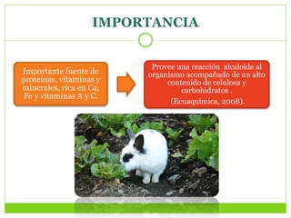 IMPORTANCIA
Importante fuente de
proteínas, vitaminas y
minerales, rica en Ca,
Fe y vitaminas A y C.
Provee una reacción alcaloide al
organismo acompañado de un alto
contenido de celulosa y
carbohidratos .
(Ecuaquímica, 2008).
 