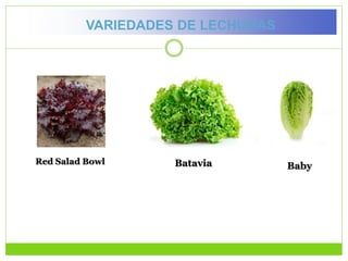 BabyRed Salad Bowl Batavia
VARIEDADES DE LECHUGAS
 