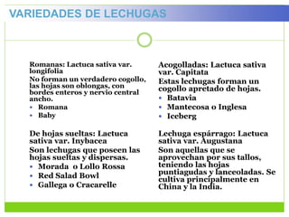 Romanas: Lactuca sativa var.
longifolia
No forman un verdadero cogollo,
las hojas son oblongas, con
bordes enteros y nervio central
ancho.
 Romana
 Baby
Acogolladas: Lactuca sativa
var. Capitata
Estas lechugas forman un
cogollo apretado de hojas.
 Batavia
 Mantecosa o Inglesa
 Iceberg
De hojas sueltas: Lactuca
sativa var. Inybacea
Son lechugas que poseen las
hojas sueltas y dispersas.
 Morada o Lollo Rossa
 Red Salad Bowl
 Gallega o Cracarelle
Lechuga espárrago: Lactuca
sativa var. Augustana
Son aquellas que se
aprovechan por sus tallos,
teniendo las hojas
puntiagudas y lanceoladas. Se
cultiva principalmente en
China y la India.
VARIEDADES DE LECHUGAS
 