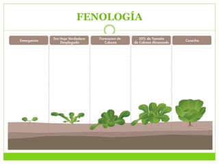 FENOLOGÍA
 