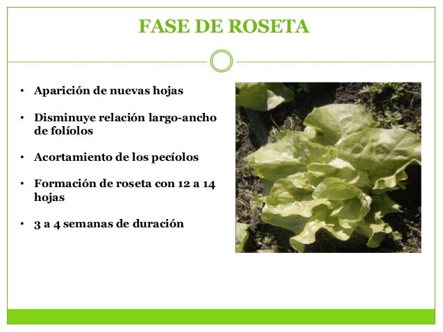 Cuanto Pesa Una Hoja De Lechuga