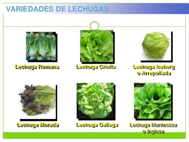 EL CULTIVO DE LECHUGA