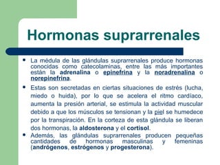 Hormonas suprarrenales
 La médula de las glándulas suprarrenales produce hormonas
conocidas como catecolaminas, entre las más importantes
están la adrenalina o epinefrina y la noradrenalina o
norepinefrina.
 Estas son secretadas en ciertas situaciones de estrés (lucha,
miedo o huida), por lo que se acelera el ritmo cardíaco,
aumenta la presión arterial, se estimula la actividad muscular
debido a que los músculos se tensionan y la piel se humedece
por la transpiración. En la corteza de esta glándula se liberan
dos hormonas, la aldosterona y el cortisol.
 Además, las glándulas suprarrenales producen pequeñas
cantidades de hormonas masculinas y femeninas
(andrógenos, estrógenos y progesterona).
 